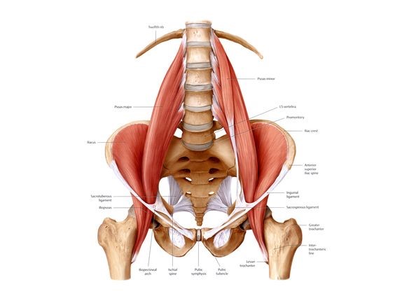 description muscle psoas