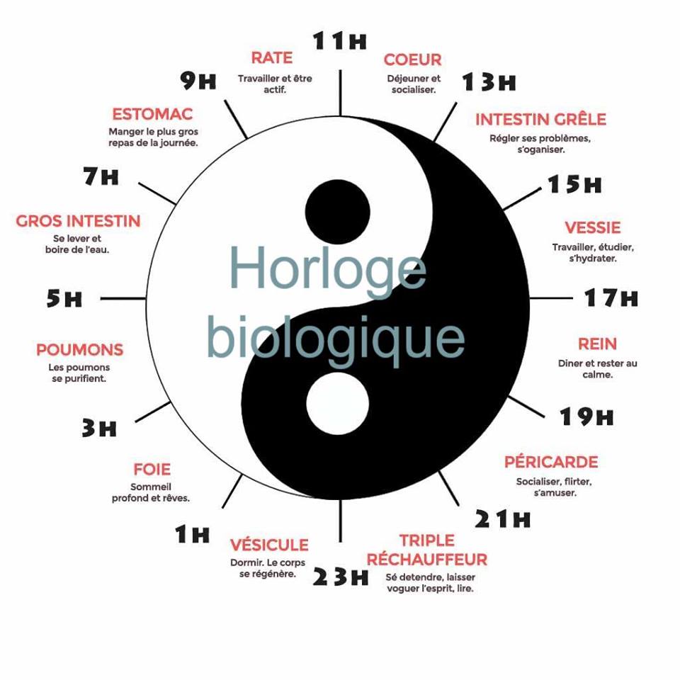 horloge biologique avec les heures de réveil en lien avec les différents organes générant des insomnies